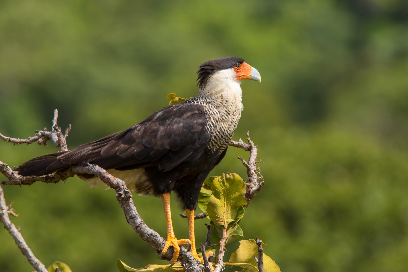 Rufous Crab-hawk - Kester Clarke Wildlife Photography