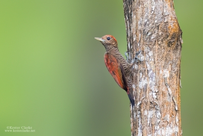 Blood-coloured Woodpecker (Veniliornis sanguineus)