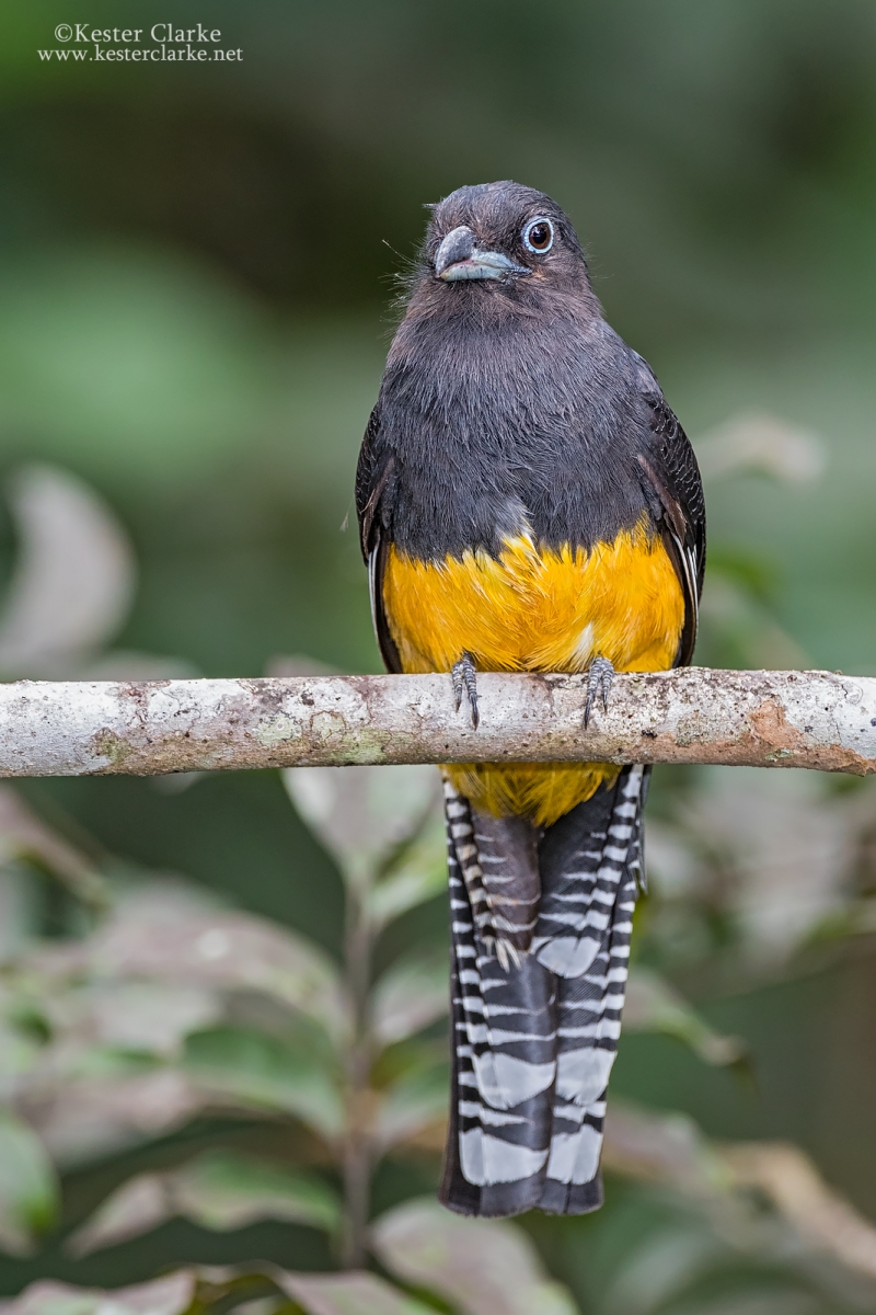 Trogons Kester Clarke Wildlife Photography