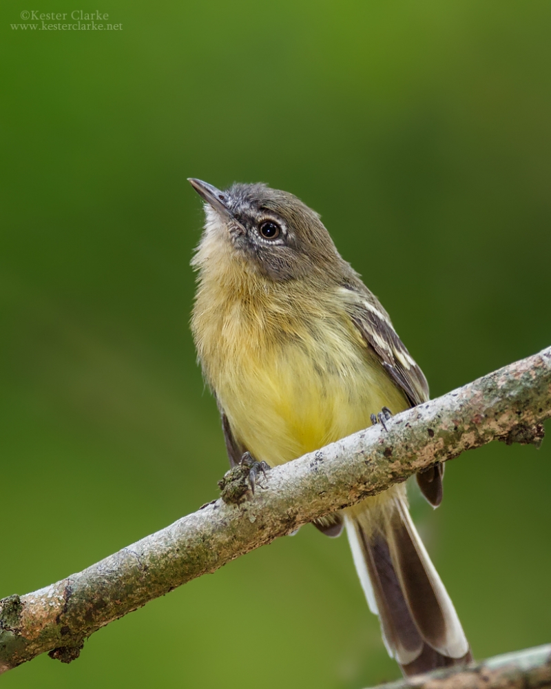 Mouse Colored Tyrannulet Kester Clarke Wildlife Photography