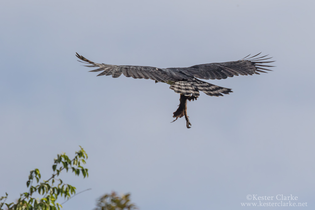 Harpy eagle (Harpia harpyja) in flight, Type of eagle that …
