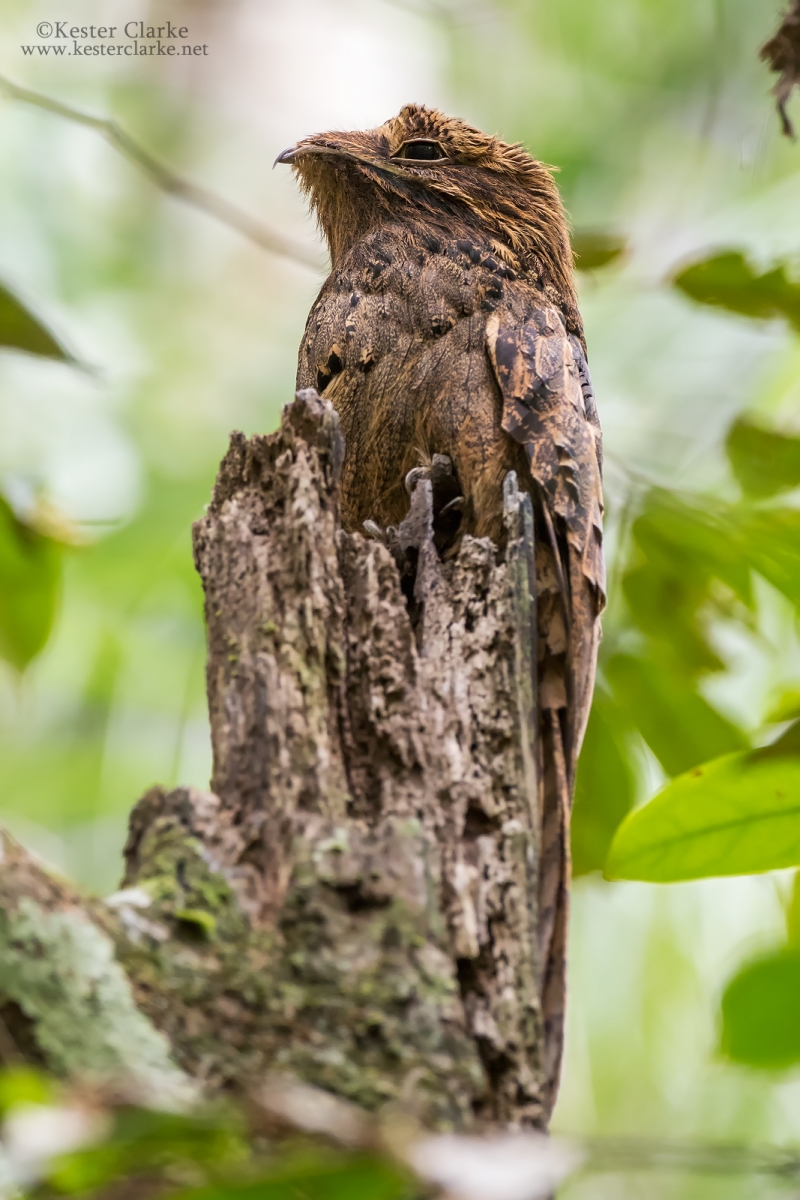 Great Potoo Kester Clarke Wildlife Photography