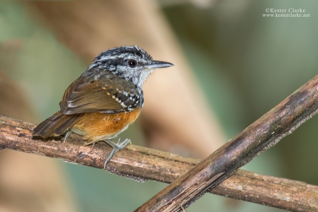 Antbirds - Kester Clarke Wildlife Photography