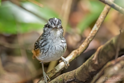 Guianan Warbling Antbird (Hypocnemis cantator)