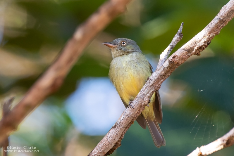 Black Manakin - Kester Clarke Wildlife Photography